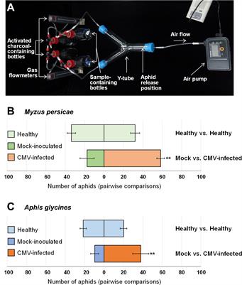 Ethylene emitted by viral pathogen-infected pepper (Capsicum annuum L.) plants is a volatile chemical cue that attracts aphid vectors